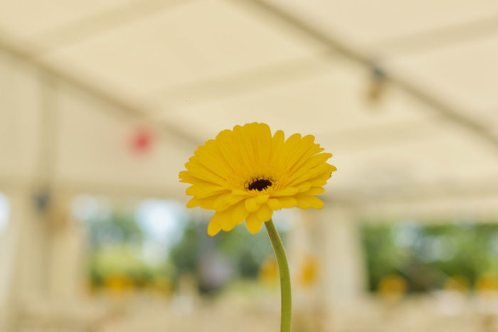 Clémentine & Clément